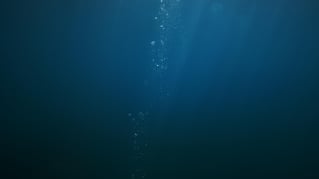 Shore Dive Spearfishing Trip