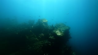 Shore Dive Spearfishing Trip