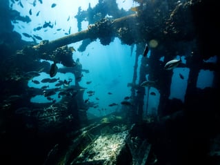 Shore Dive Spearfishing Trip