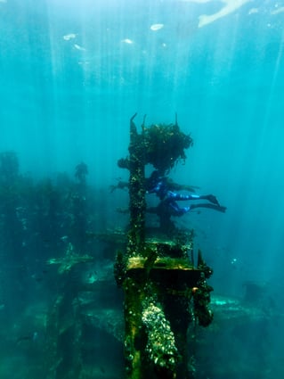 Shore Dive Spearfishing Trip