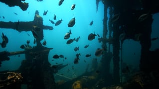 Shore Dive Spearfishing Trip