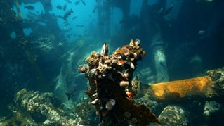 Shore Dive Spearfishing Trip