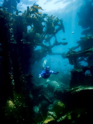 Shore Dive Spearfishing Trip