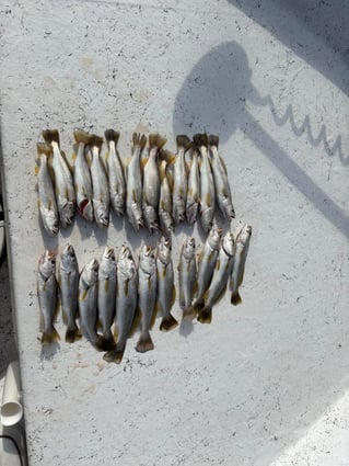 3-5 Hour Inshore/Nearshore