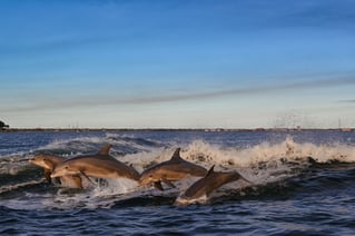 Dolphin Tour
