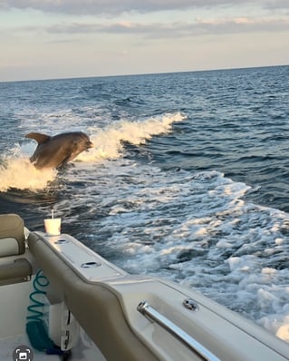 Dolphin Tour