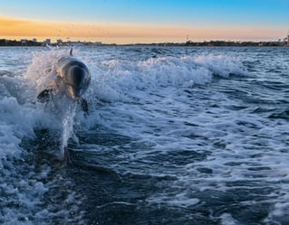 Dolphin Tour