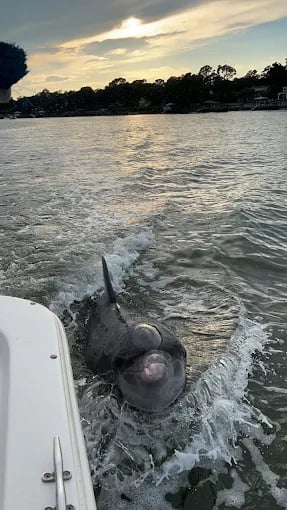 Sunset Dolphin Tour