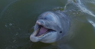 Guaranteed Dolphin Tour