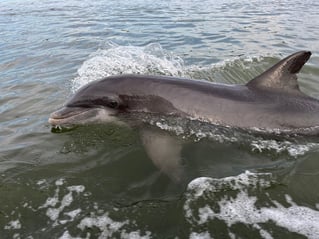 Guaranteed Dolphin Tour