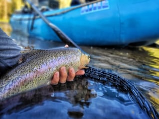 Streamer Fishing For Trophy Trout