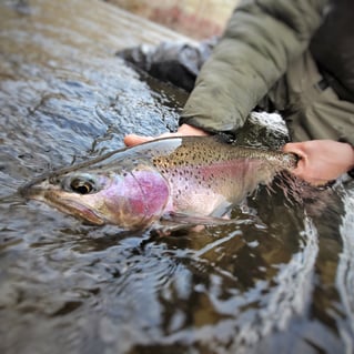 Streamer Fishing For Trophy Trout