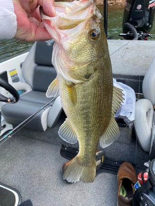 Lake Hartwell Fishing Trip