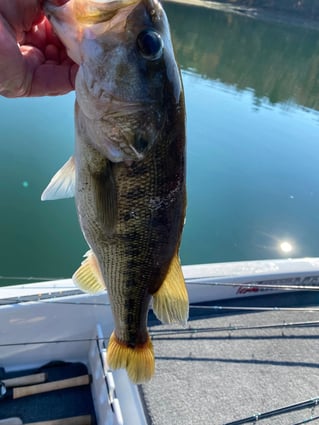 Lake Hartwell Fishing Trip