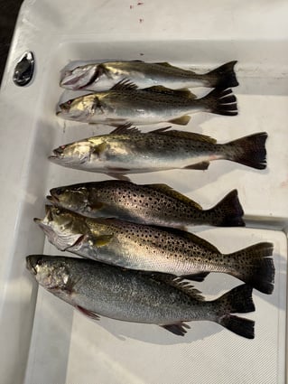 Big Winter Speckled Trout