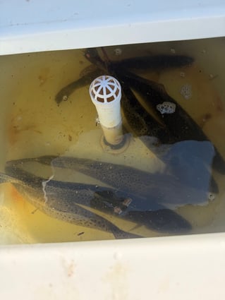 Big Winter Speckled Trout