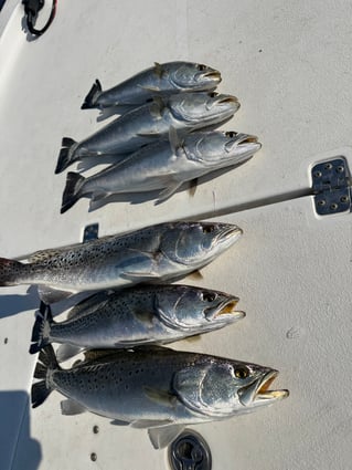 Big Winter Speckled Trout