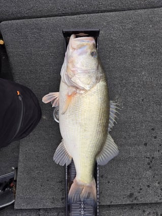 Trophy Largemouth Fishing