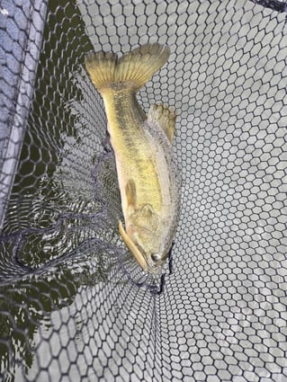 Trophy Largemouth Fishing