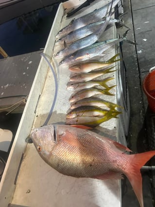 4-8 Hour Offshore Trip