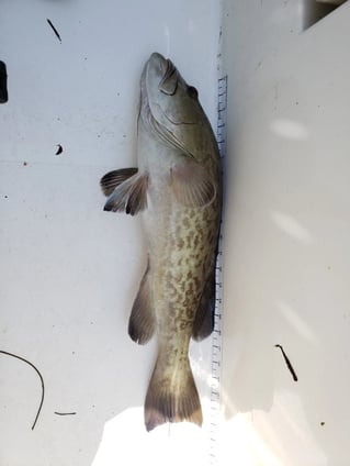 4-8 Hour Fishing Trip