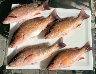 4-8 Hour Fishing Trip