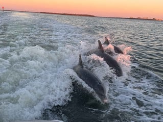 3 Hr – Dolphin & Sunset Cruise