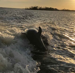3 Hr – Dolphin & Sunset Cruise