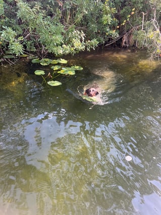 Iguana Hunt With Iguana DOG!!!