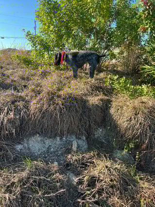 Cape Coral Iguana Hunt