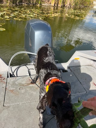 Cape Coral Iguana Hunt