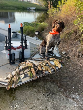 Cape Coral Iguana Hunt