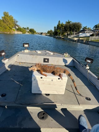 Cape Coral Iguana Hunt