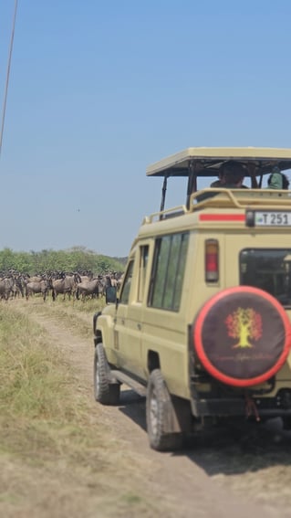 Serengeti Birding Experience