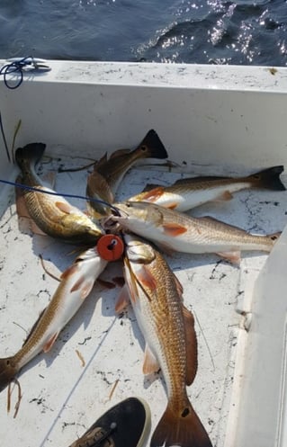 Inshore Fishing Trip