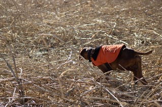 Kansas Upland Bird Hunting