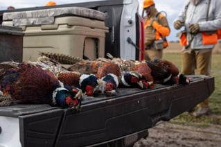 Kansas Upland Bird Hunting