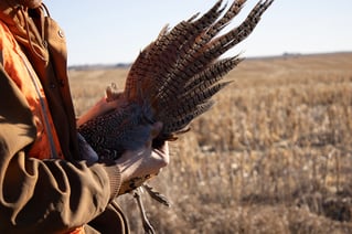 Kansas Upland Bird Hunting