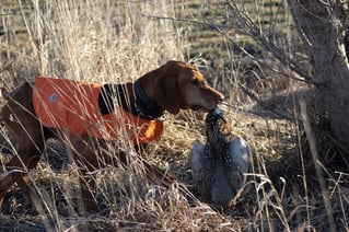 Kansas Upland Bird Hunting