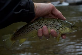 Guided Fly Fishing Trip