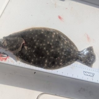 Inshore Fishing!