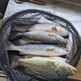 Inshore Fishing!