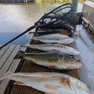 Inshore Fishing!