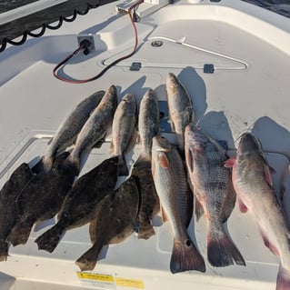 Inshore Fishing!