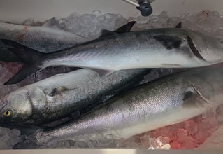 Fishing Trip