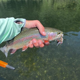 4-8 Hour Fishing - Beaver Tailwater