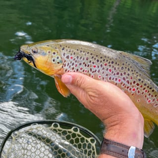 4-8 Hour Fishing - Beaver Tailwater