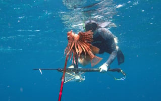 Spearfishing Barbados