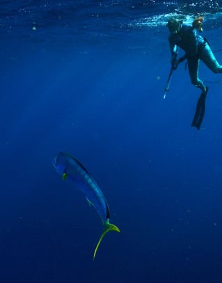 Spearfishing Barbados
