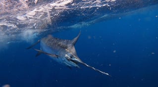 Full Day Marlin Fishing Trip
